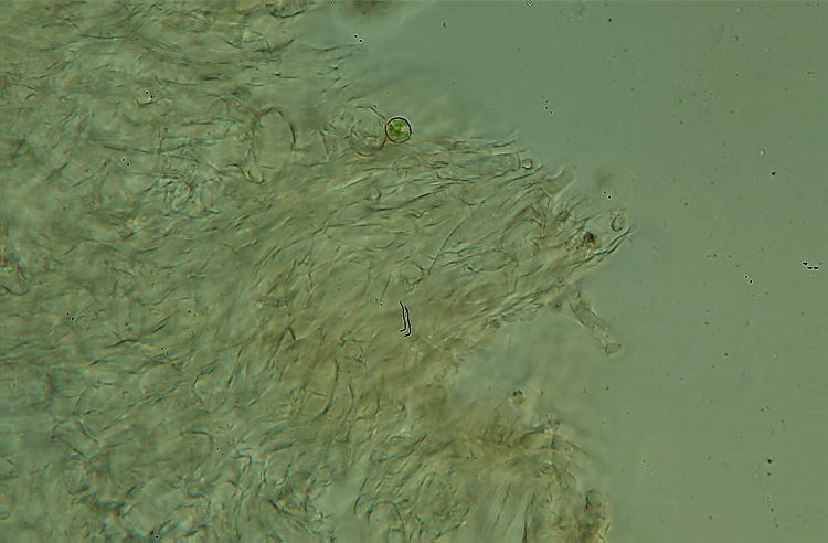 Poliporacea isolata. (Boletopsis leucomelaena)